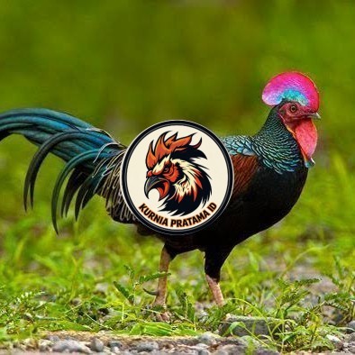 Telur ayam hutan x jawa bekisar fertil asli siap ditetaskan - ayam hutan KURNIA PRATAMA ID