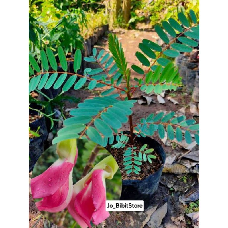 Bibit Turi Merah | Bibit Bunga Turi Merah Asli