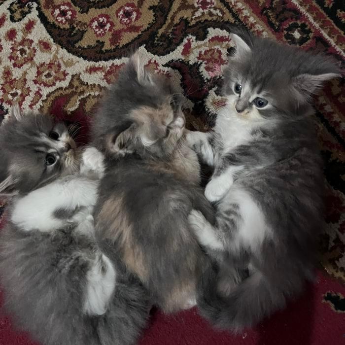 Kucing anggora khusus pengiriman instan kota bandung, jantan dan betina, - Putih