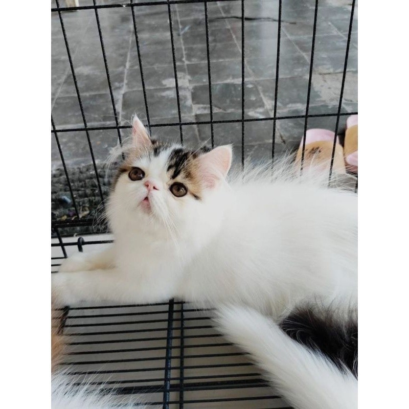 KUCING PERSIA KUCING ANGGORA KUCING PEAKNOSE KUCING HIMALAYA RAGDOLL MUNCKIN