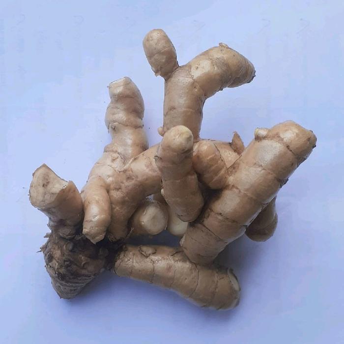 Temu putih/curcuma zedoaria )obat herbal kanker
