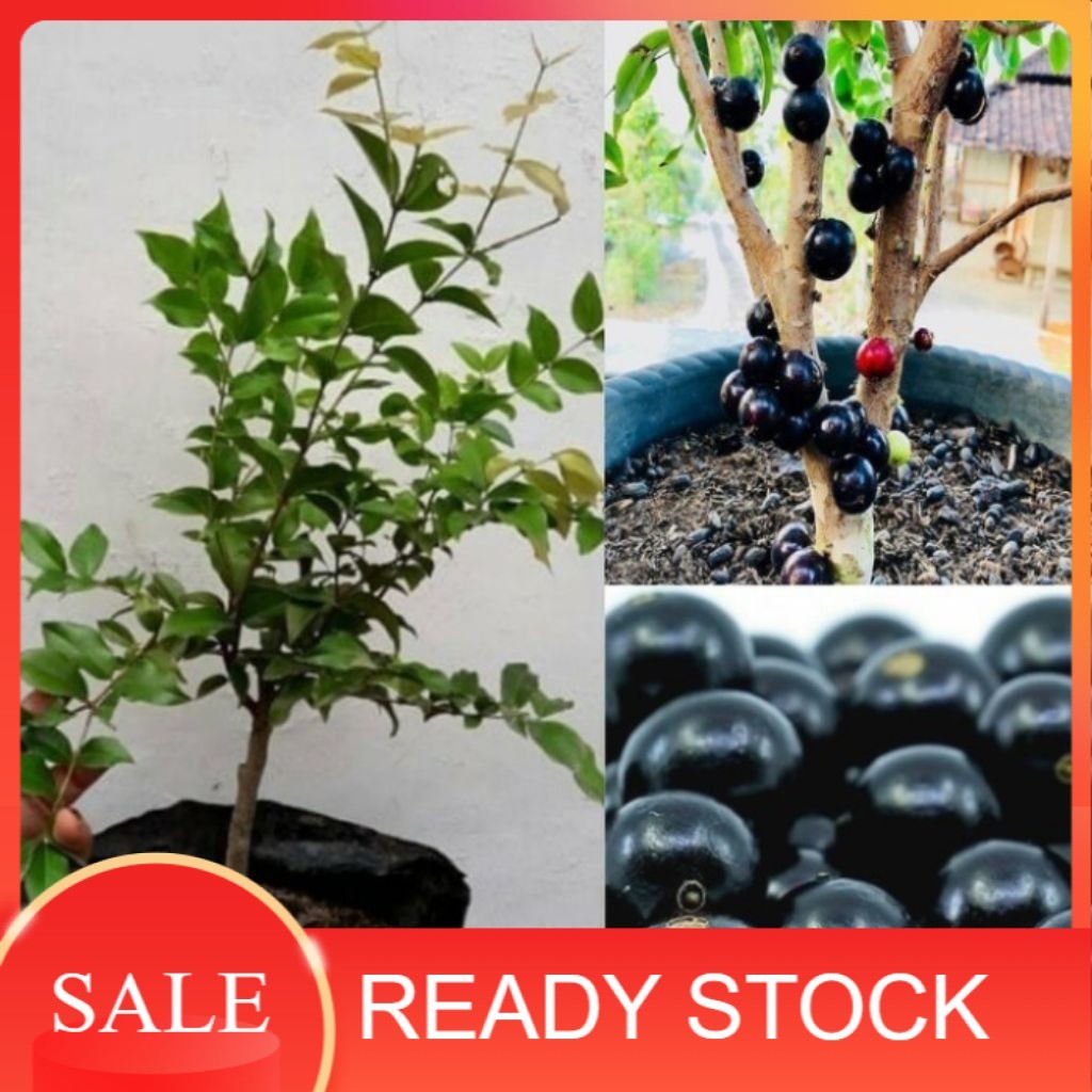 Pohon Buah Anggur Brazil Preco- Anggur Brazil Manis- Buah Anggur Pohon Siap Tanam Cepat Beruah