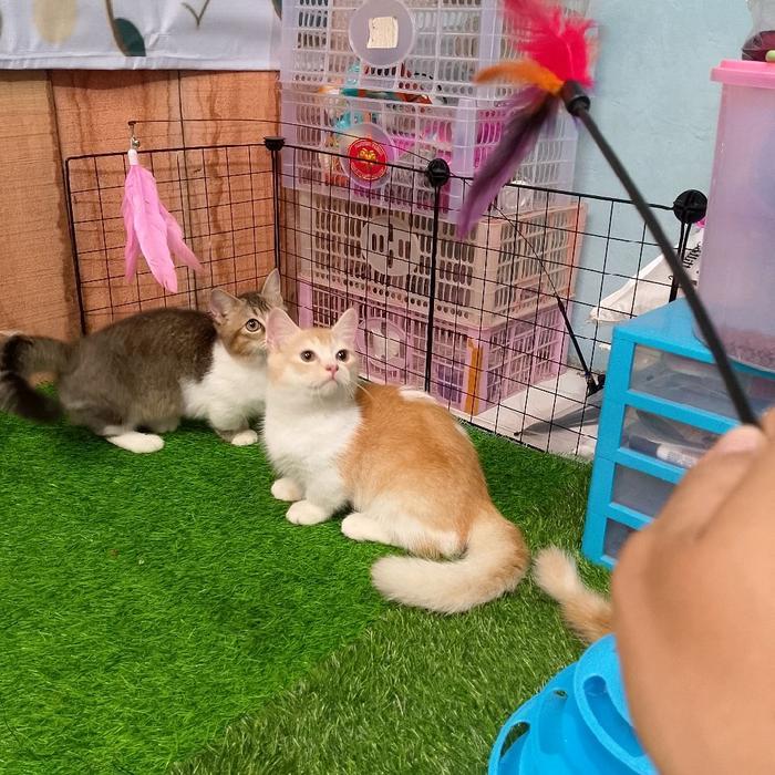 kucing Munchkin bsh red golden/kucing cebol British shorthair/kucing cebol Brittish