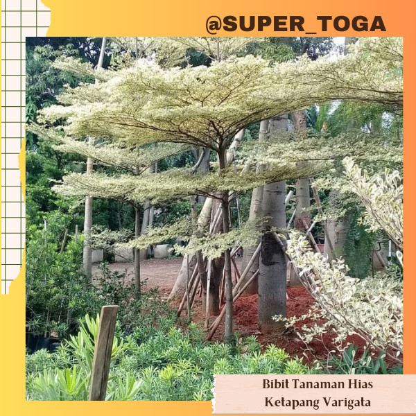 KETAPANG KENCANA VARIEGATA bibit ketapang kencana varigata hasil okulasi bibit ketapang varigata bib