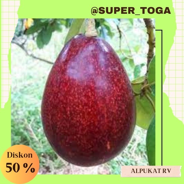 Paket Promo 2 Bibit Alpukat Mentega Merah bibit alpukat red vietnam hasil okulasi