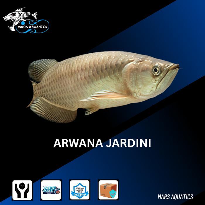 IKAN HIAS IKAN JARDINI ARWANA BATIK IRIAN SIZE BESAR JUMBO MULUS