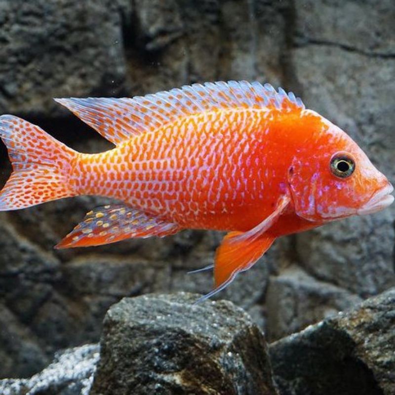 dragon blood cichlid bisa COD