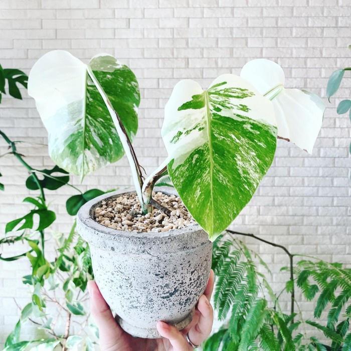 Tanaman Monstera Borsigiana Variegata Bibit Bonggol