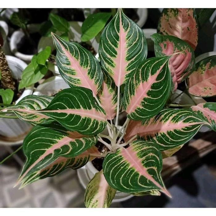 PROMO Aglonema pink sunset anakan daun 2-6