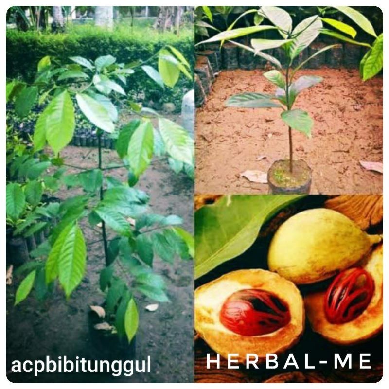 Bibit Pala - Bibit Pohon Pala - Bibit Pala Siap Tanam ready