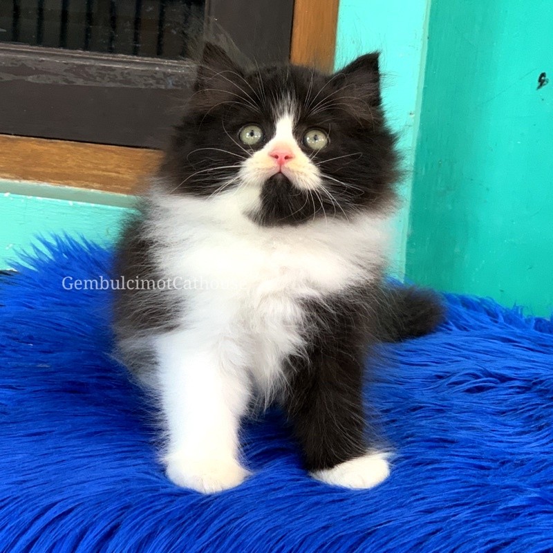 Kitten Persia Bigbone Bulu Kapas Lucu