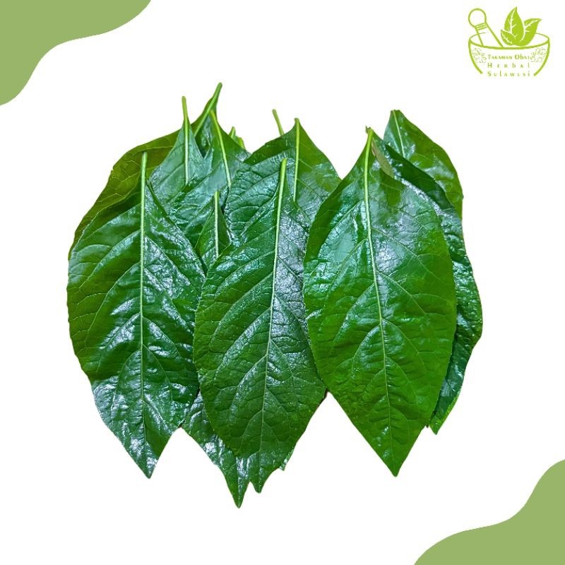 Daun Afrika Segar/Daun Klorofil Obat Herbal (100 Lembar)