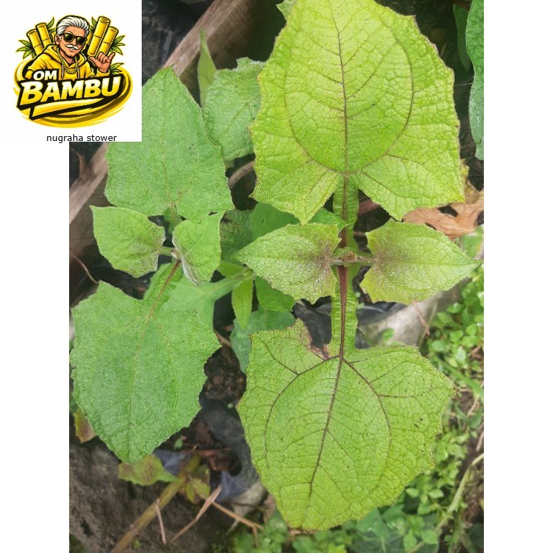 Bibit Yacon, Tanaman Insulin, Yakon, Yacon, Daun Insulin, Smallanthus sonchifolia AM