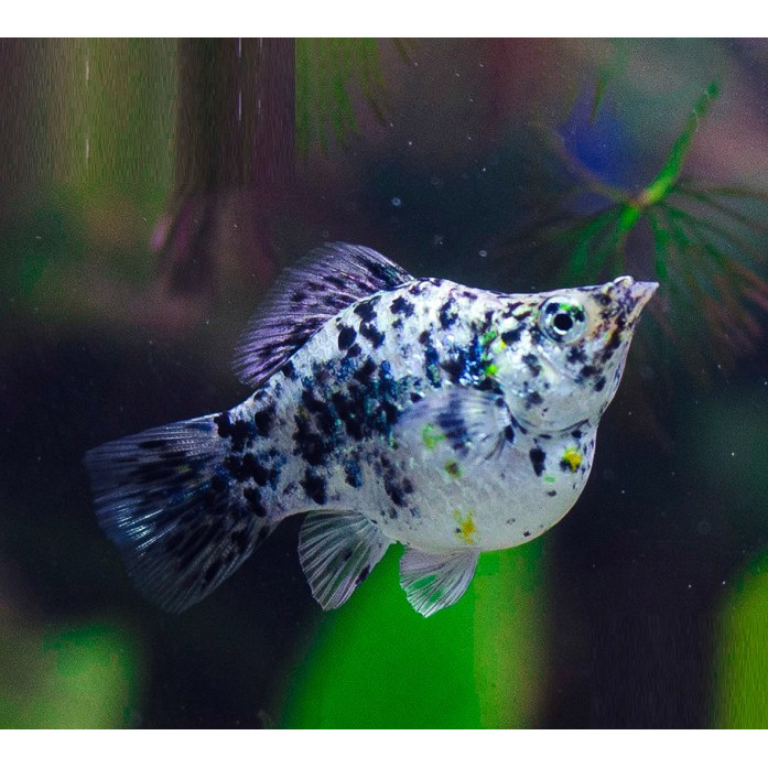 Molly Marble Balon / Ikan Hias Aquascape Air Tawar / Ikan Molly Balon