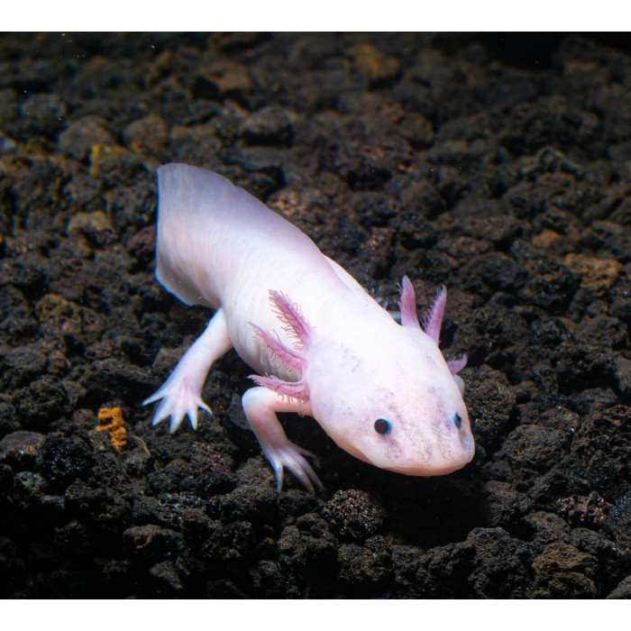 Axolotl Putih Dogfish Salamander Walking Fish