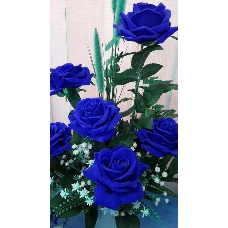 NEW Promoo tanaman hias bunga mawar bunga biru - tanaman hias bunga mawar - bunga mawar