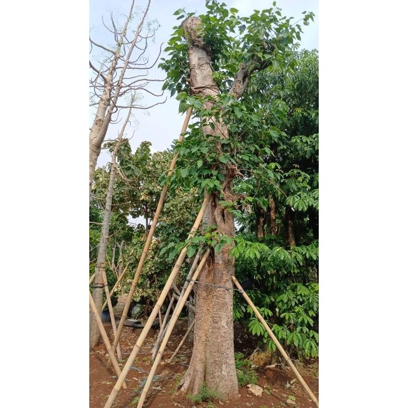 TERBARU POHON BODHI TREE | TANAMAN HIAS BODHI LETSGOGARDEN