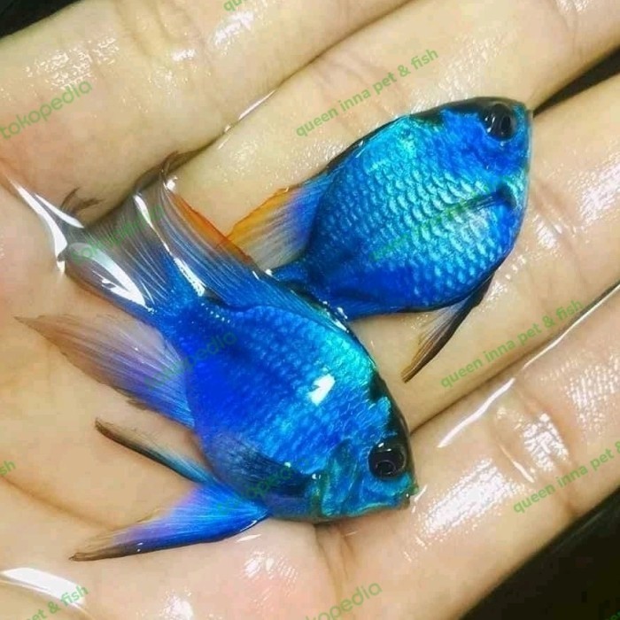 Ikan Hias Blue Electric Ramirezi Slayer / Elektrik / Ikan Hias Air Tawar Aquarium Aquascape