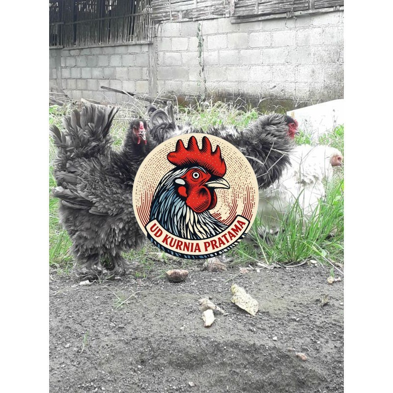TELUR AYAM HIAS BRAHMA BULU WALIK / AYAM BRAHMA FRIZEL UNTUK DI TETASKAN UD KURNIA PRATAMA