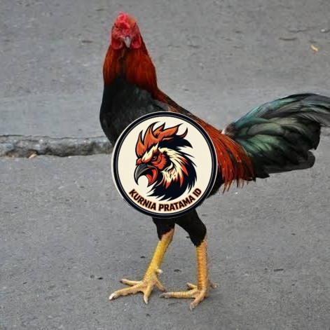 Telur ayam bangkok pakhoy petarung aduan fertil untuk ditetaskan KURNIA PRATAMA ID