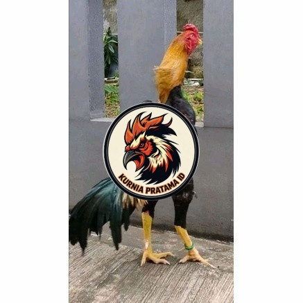 Telur ayam bangkok shamo taiwan / ayam petarung aduan siap ditetaskan KURNIA PRATAMA ID