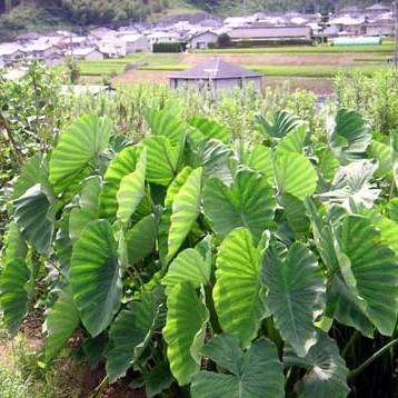 Bibit asli tanaman pohon umbi satoimo talas jepang