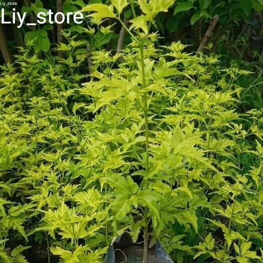 Bibit pohon Cendana wangi asli - Bibit pohon Cendana unggulan