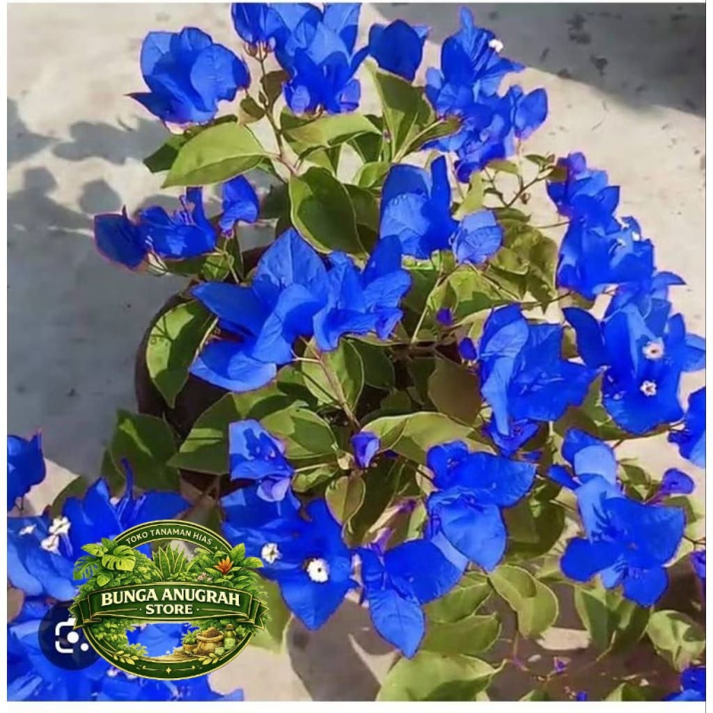 NEW PROMO BOUGENVILLE BUNGA KERTAS WARNA BIRU - BUGENVIL SIAP TANAM