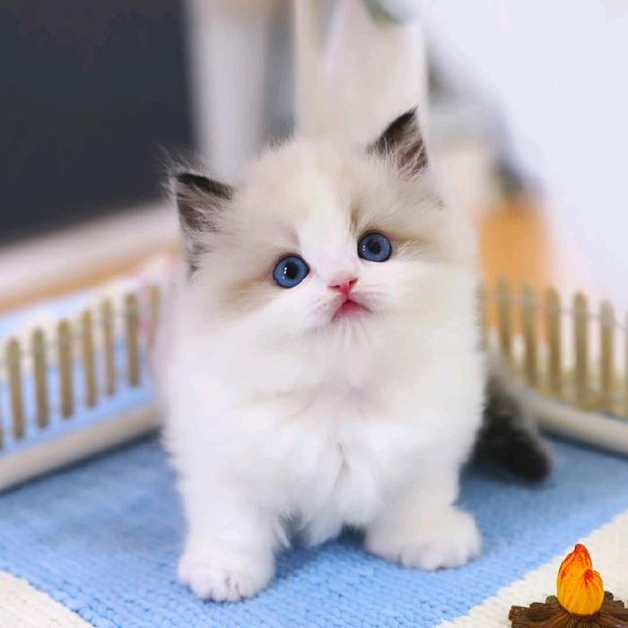 Kucing Ragdoll Jantan dan Betina