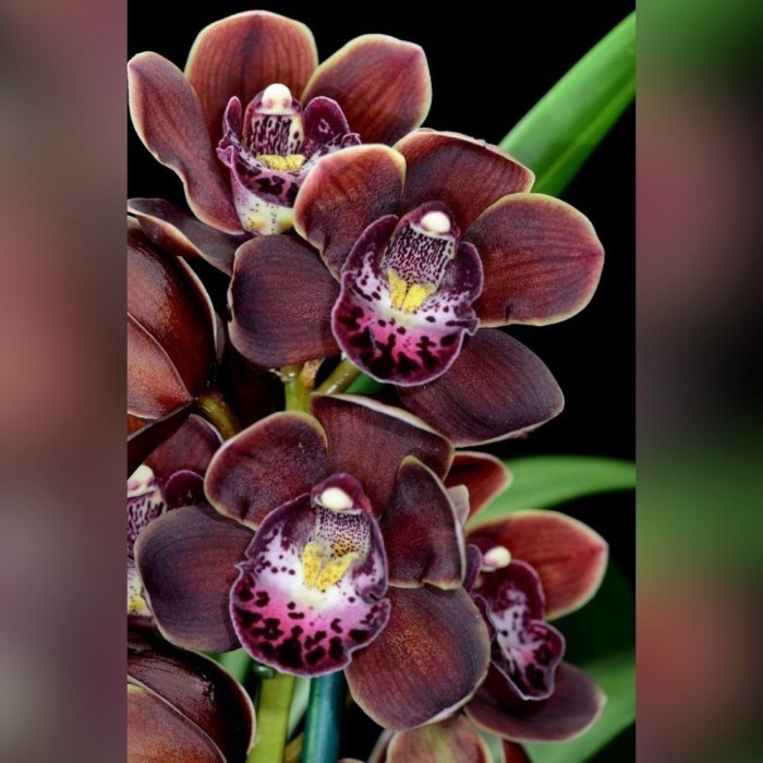 Anggrek Cymbidium Mini Wonder Chocolate Dewasa - Anggrek Tanah