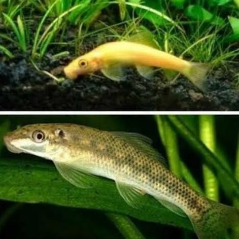Ikan CAE Pembersih Algae Chinese Algae Eater