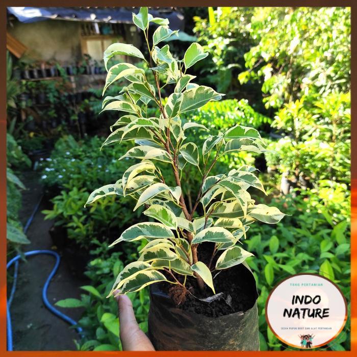 [ HS IndoNature ] Beringin Putih Variegata Bringin Putih Varigata Ficus Benjamina