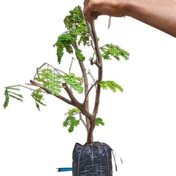 Bonsai Pohon Brazilian Rain Tree "Bukan Sekadar Cangkokan: BRT dengan Liukan Berotot."