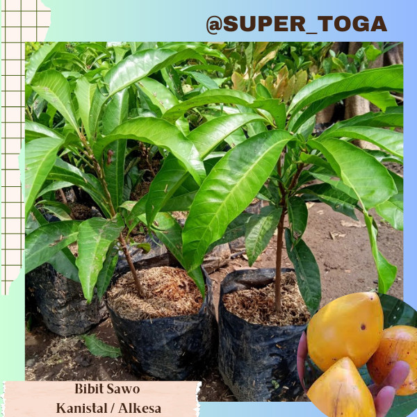 bibit yellow sapote bibit Sawo Mentega bibit sawo kanistel bibit alkesa bibit mentega cepat berbuah