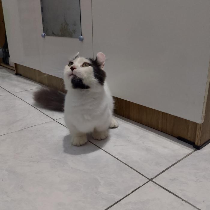 kucing Munchkin Kinkalow / kucing cebol Curly / kucing kaki pendek curl / kucing American Curly