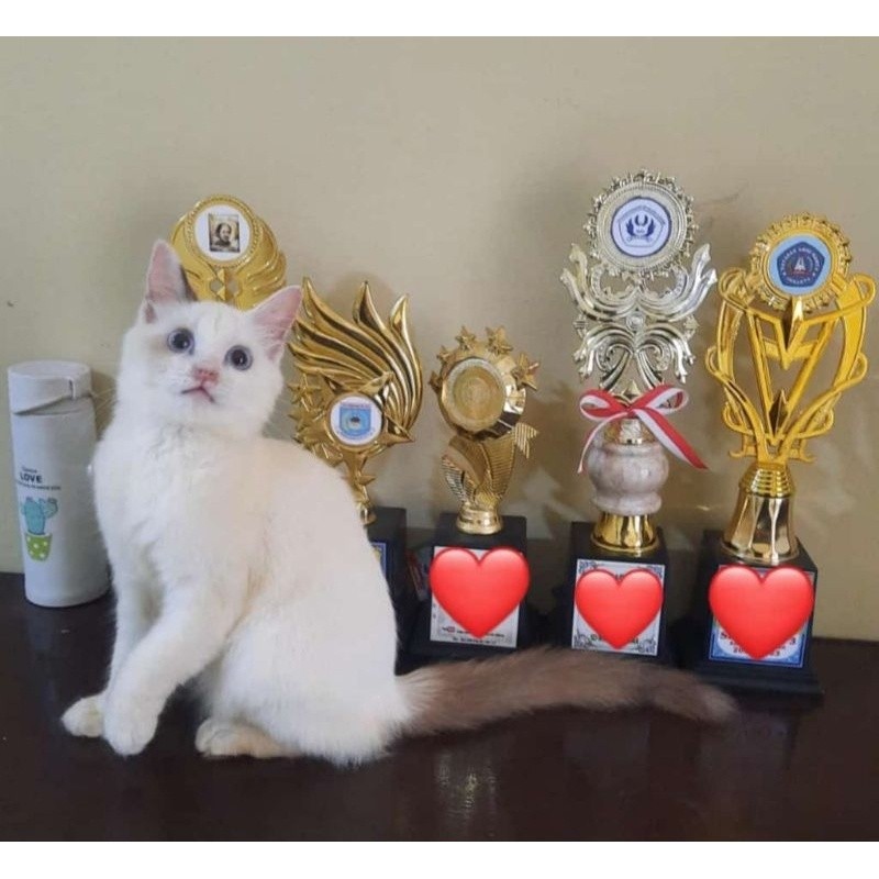 Jual Kucing Miwa / Anak Kucing / Ragdoll / Persia / Scottish / BSH