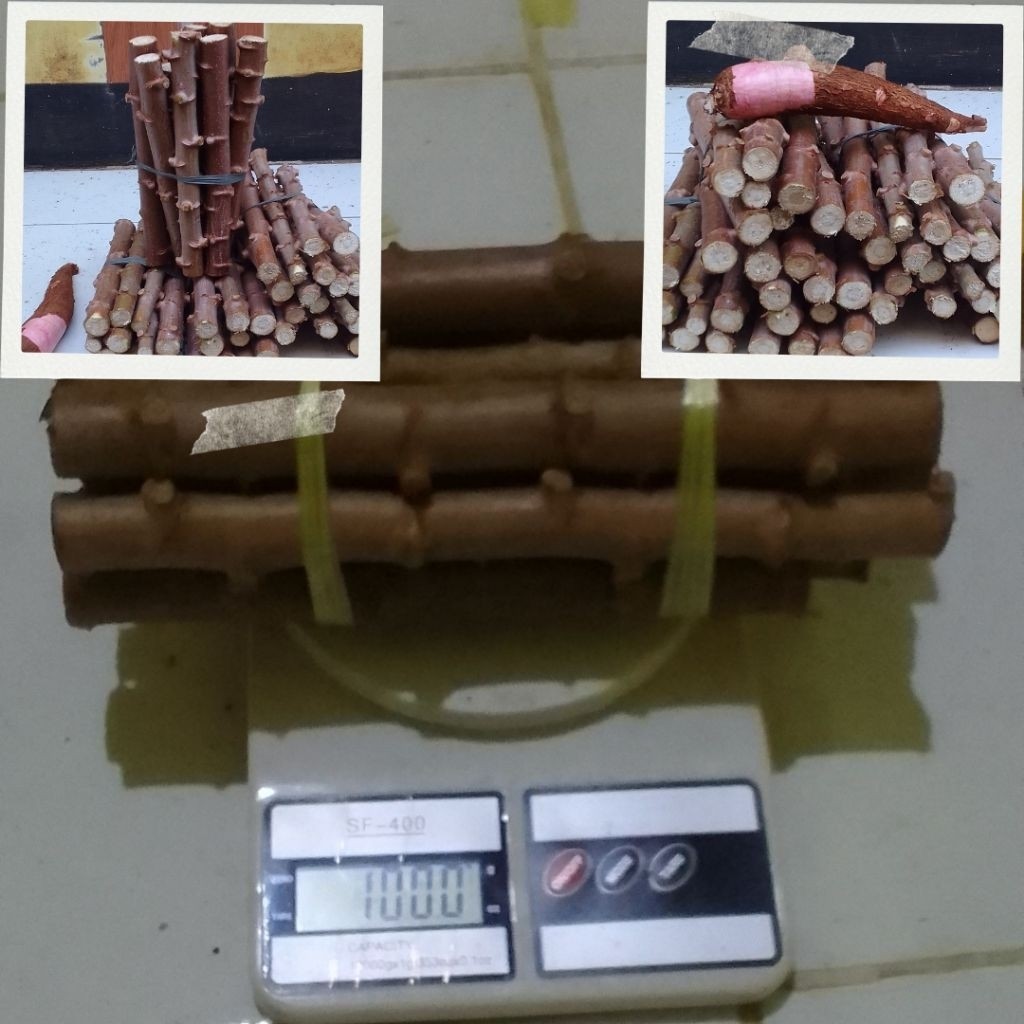 Bibit Batang singkong putih/singkong keju ( 1 Kg/1000.g)