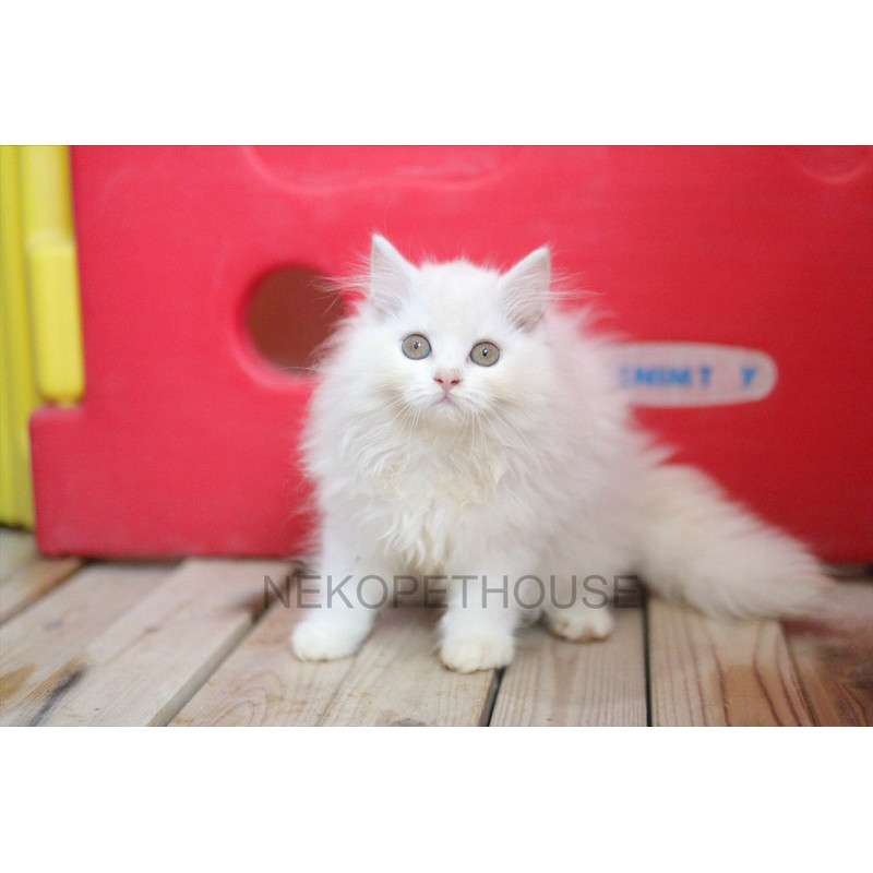 Persia Longhair Putih Cantik Kucing Anak Kucing Kitten Persia