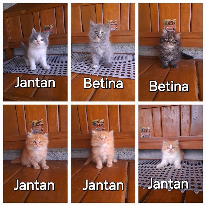 Kucing kitten persia lucu bulu kapas