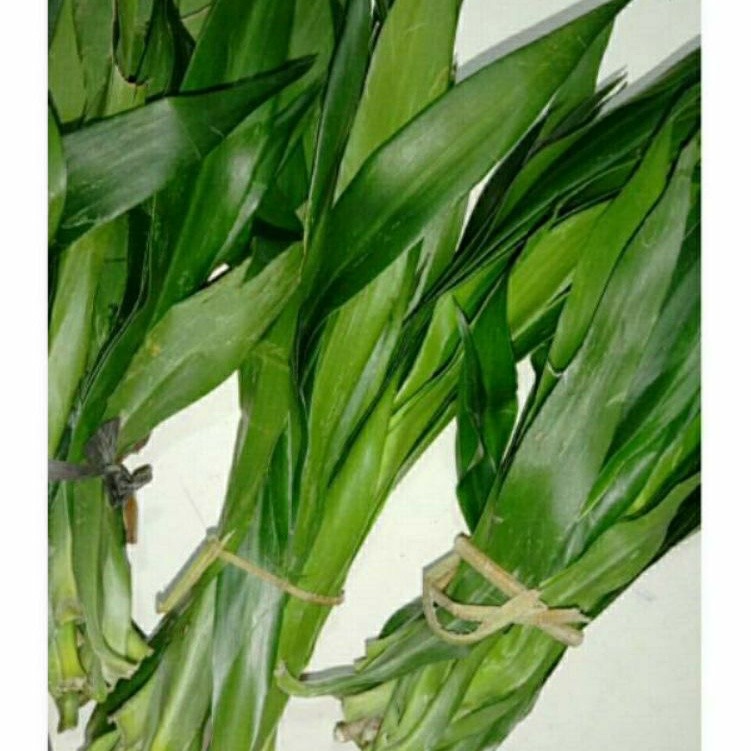 daun suji / daun tanaman suji /ikat.