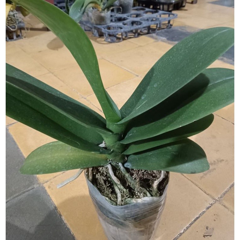 Anggrek Bulan Paska Bunga | Anggrek Bulan Dewasa Pasca Bunga - Media Tanam Mos, Warna Acak