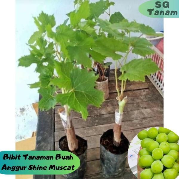 PROMO BIBIT ANGGUR IMPORT SHINE MUSCAT SUPER UNGGUL bibit anggur tanpa biji bibit anggur hijau