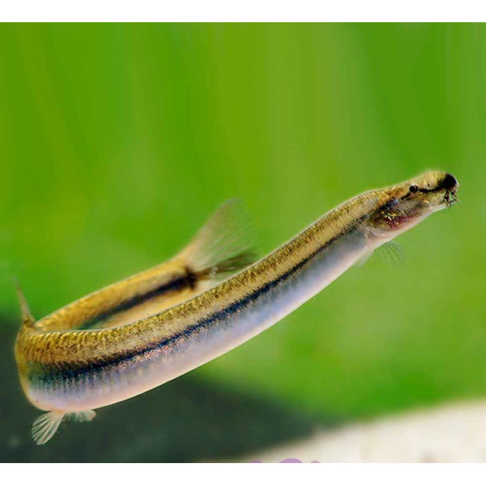 Silver Kuhli Loach Algae Eater / Ikan Hias Aquascape