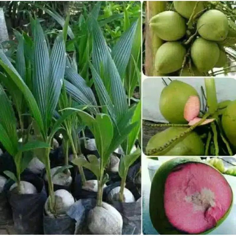Bibit Kelapa HIJaU Asli // bibit kelapa ijo HIJaU// bibit kelapa
