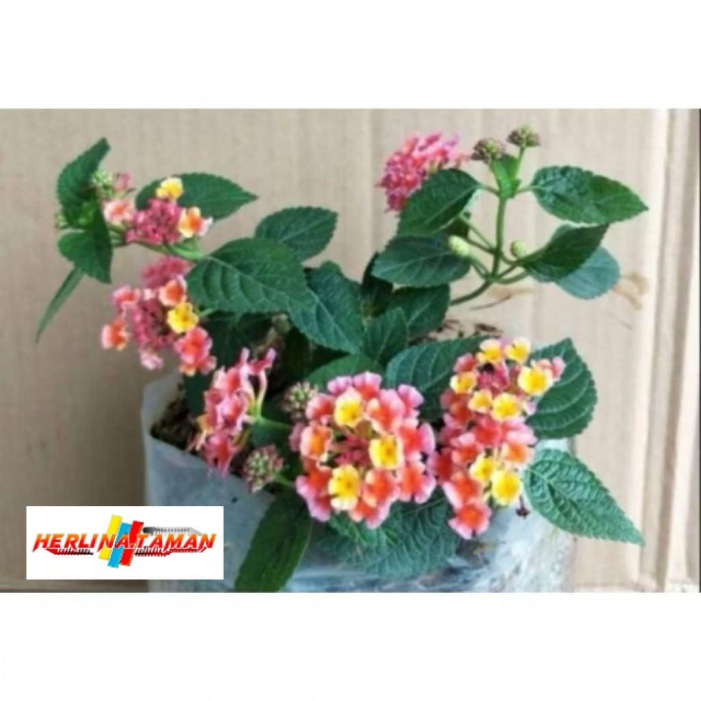 Macam Macam Lantana Mikro(PROMO BELI 5 GRATIS 1)