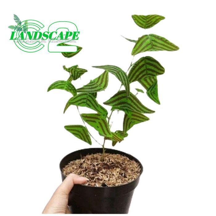 tanamanhias oxalis butterfly - tanaman kupu-kupu batik - oxalis batik kupu-kupu