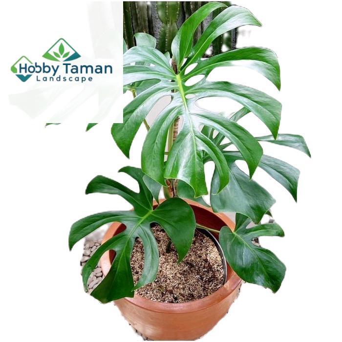 monstera king - tanamanhias monstera king - tanaman monstera king - tanaman monstera Pupuk