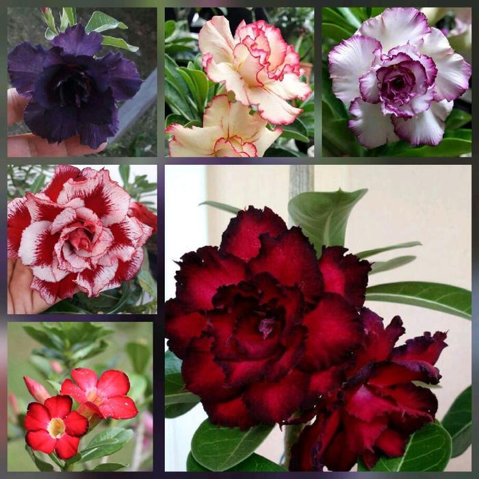 paket 6 bunga adenium - bibit bunga adenium - pohon adenium - kamboja jepang - pohon kamboja jepang 