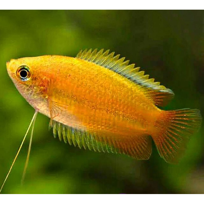 Sepat Madu / Honey Gourami / Ikan Hias Air Tawar / Ikan Hias Aquascape