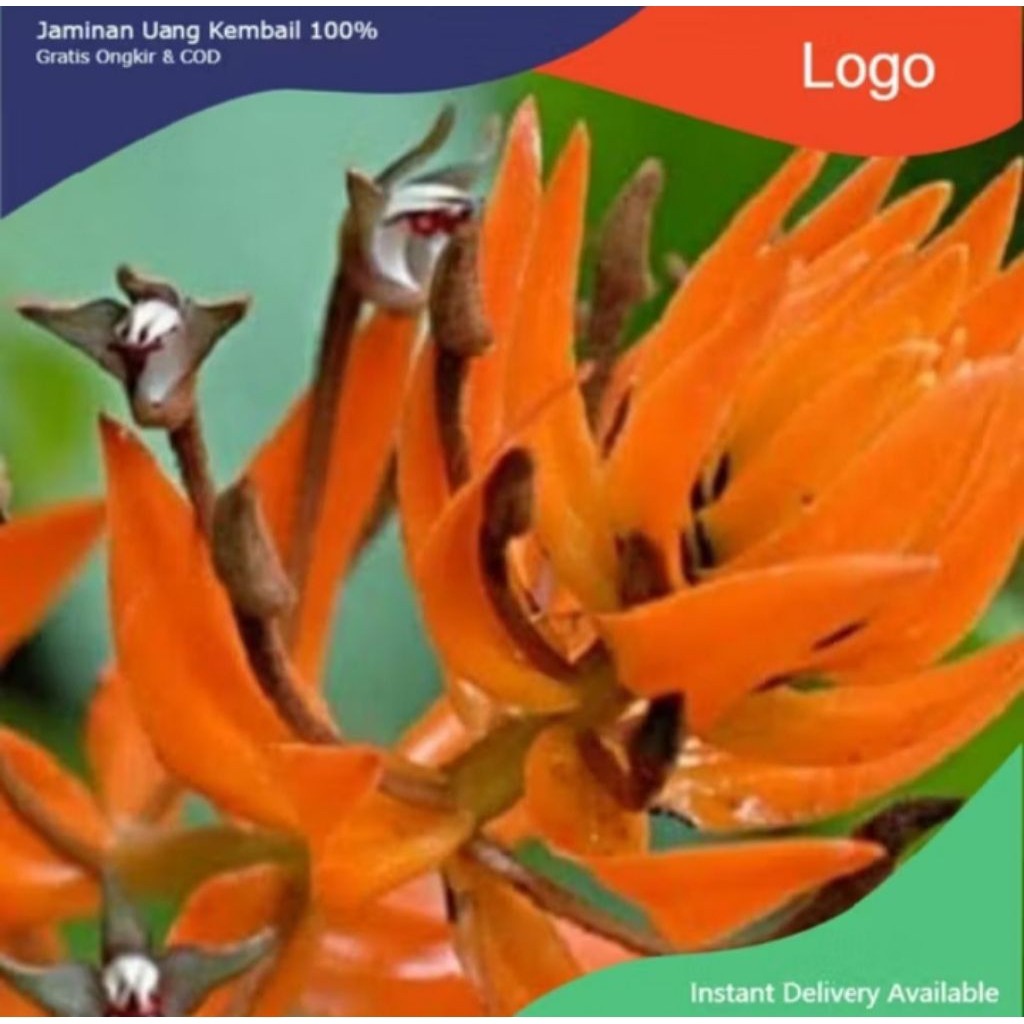 anggrek species eria ornata / anggrek api